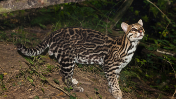 Asian Leopard Cat