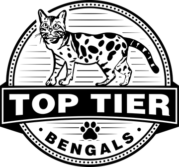 TopTierBengals